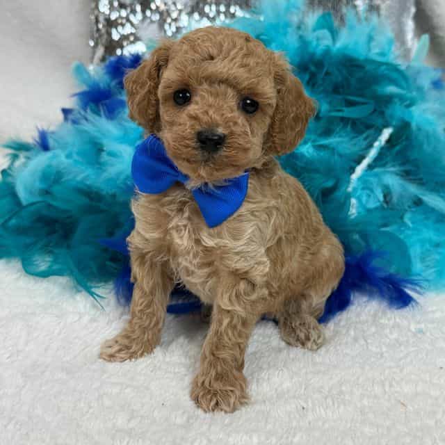 Scarlett Blue B - Toy Poodle Male