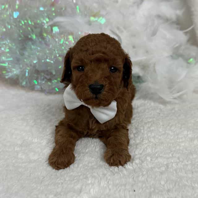 Braley White Bo - Goldendoodle Male