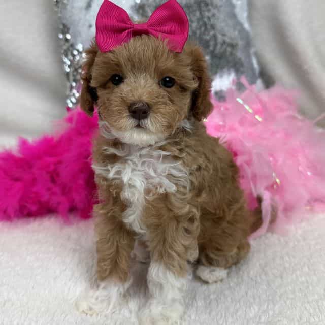 Maddie Pink Gir - Cavapoo Female