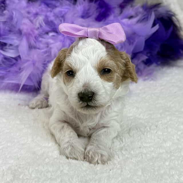 Cici Purple Gir - Toy Poodle Female