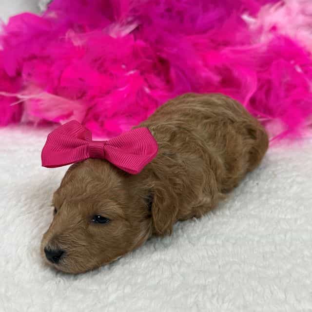 Cici Pink Girl - Toy Poodle Female