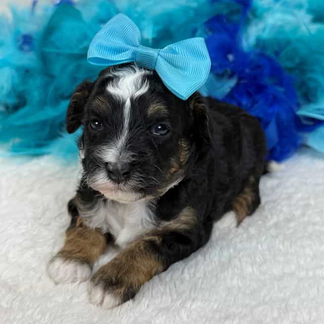 Elsa Turquoise  - Bernedoodle Female