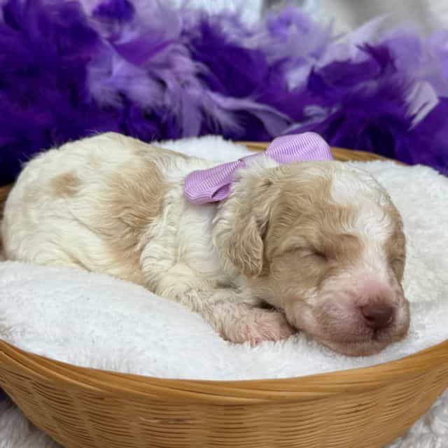 Gracie Purple G - Bernedoodle Female