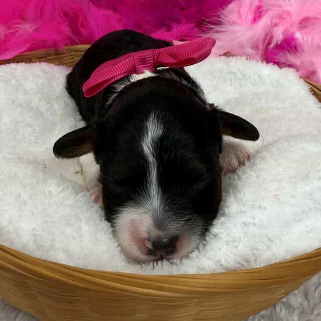 Mia's Pink Girl - Cavapoo Female
