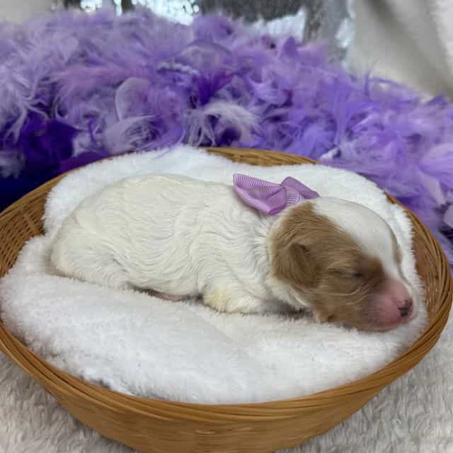 Mia Purple Girl - Cavapoo Female