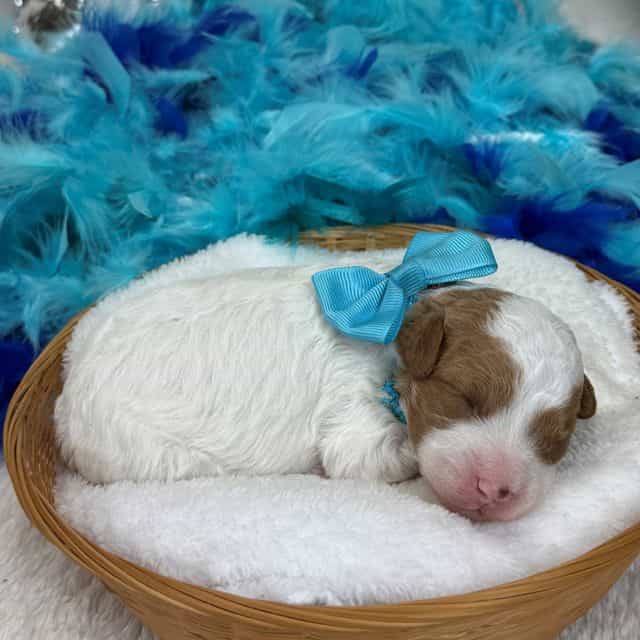 Mia Turquoise G - Cavapoo Female