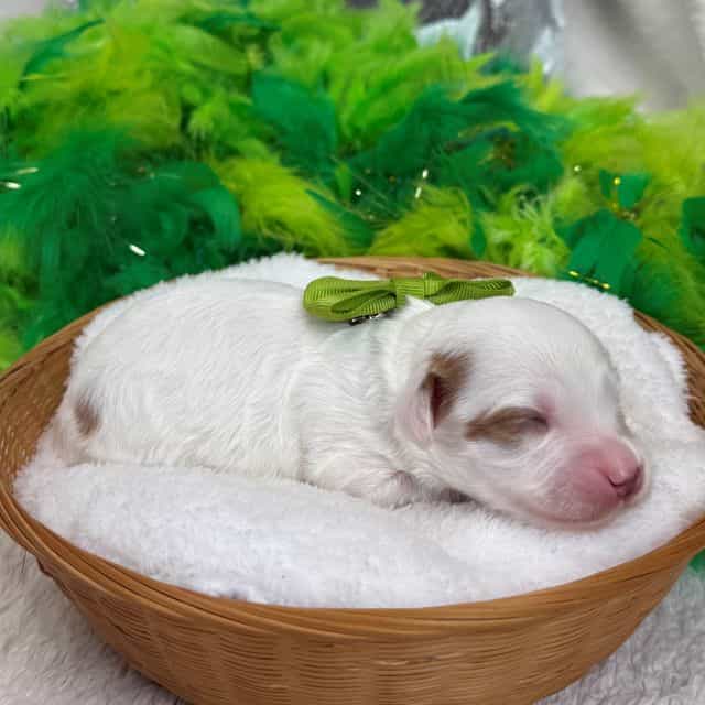 Mia Green Boy - Cavapoo Male