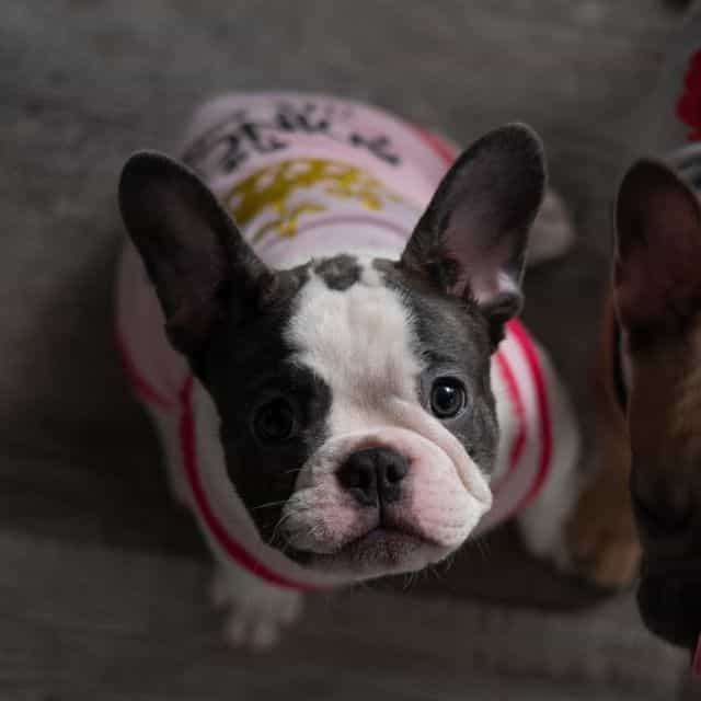 Baby Girl #2 - French Bulldog Female