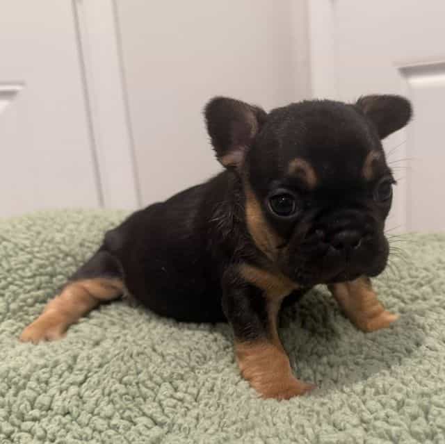 Moochi - French Bulldog Female