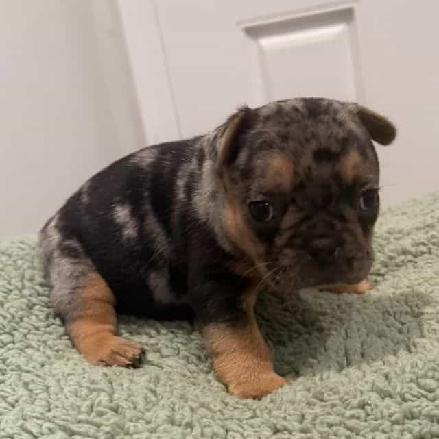 Big Mack - French Bulldog Male