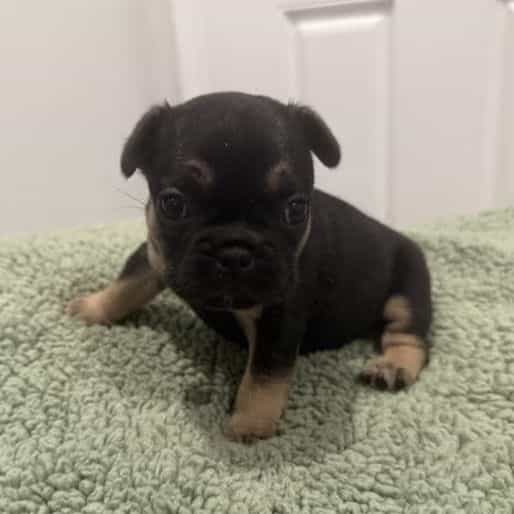 Hank - French Bulldog Male