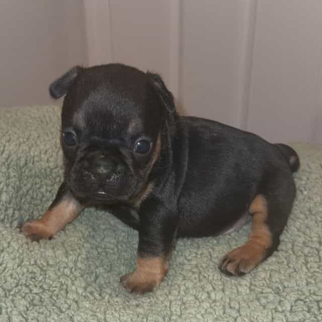 Luther  - French Bulldog Male