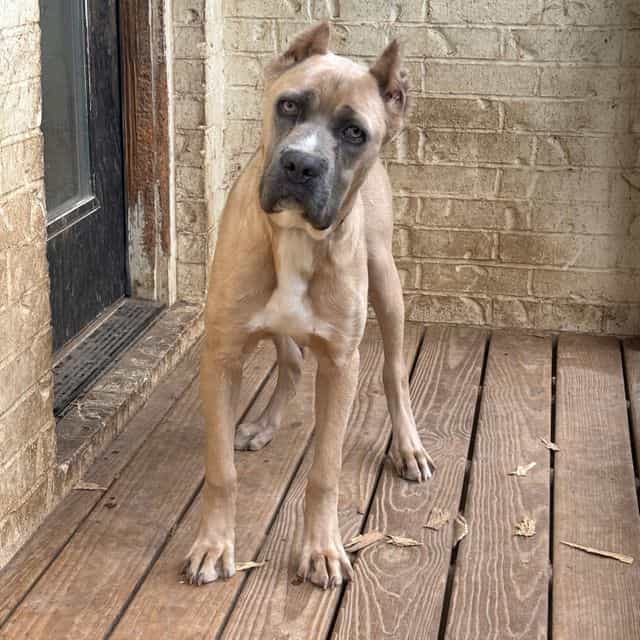 Chance - Cane Corso Male
