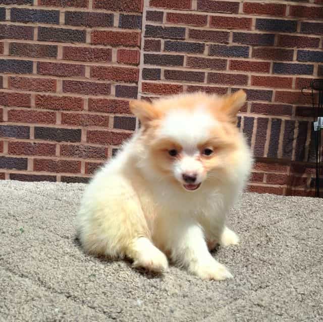 Eli - Pomeranian Male