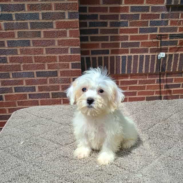 Tinah - Maltese Female