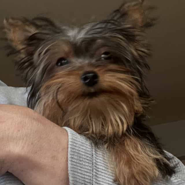 Teacup Bear - Yorkshire Terrier Male