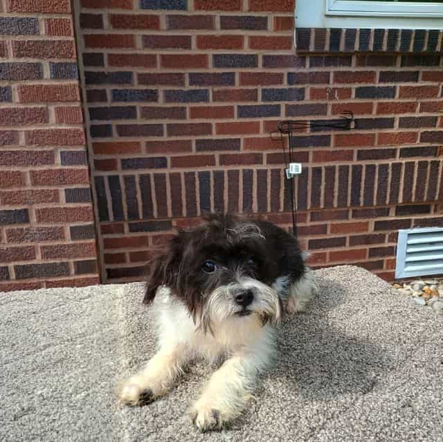 Cosmo - Maltipoo Male