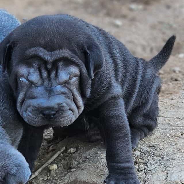 Bruno - Miniature Shar-Pei Male
