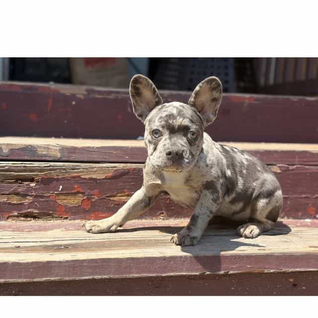 Fanci - French Bulldog Female
