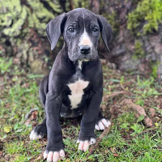 Julia - Great Dane Female