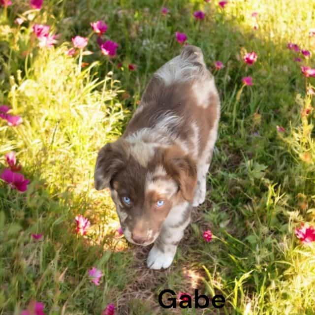 Gabe - Australian Shepherd Male