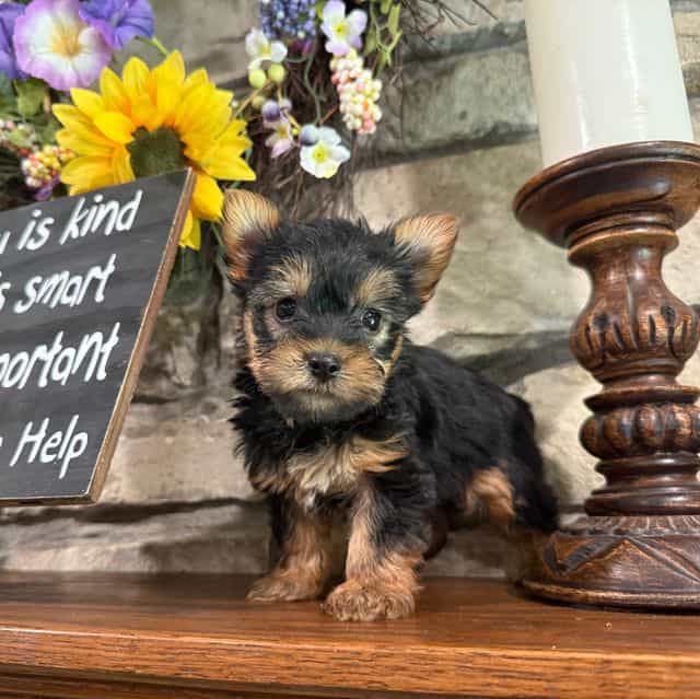 Bex - Silky Terrier Female