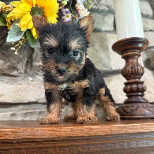 Larkin - Silky Terrier Male