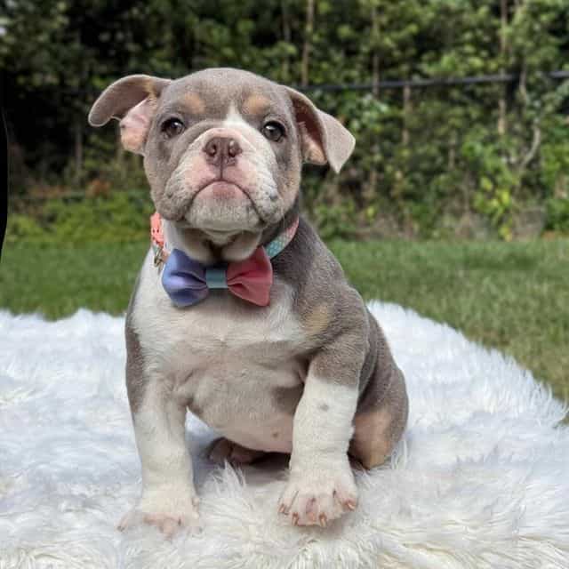 Mila - English Bulldog Female