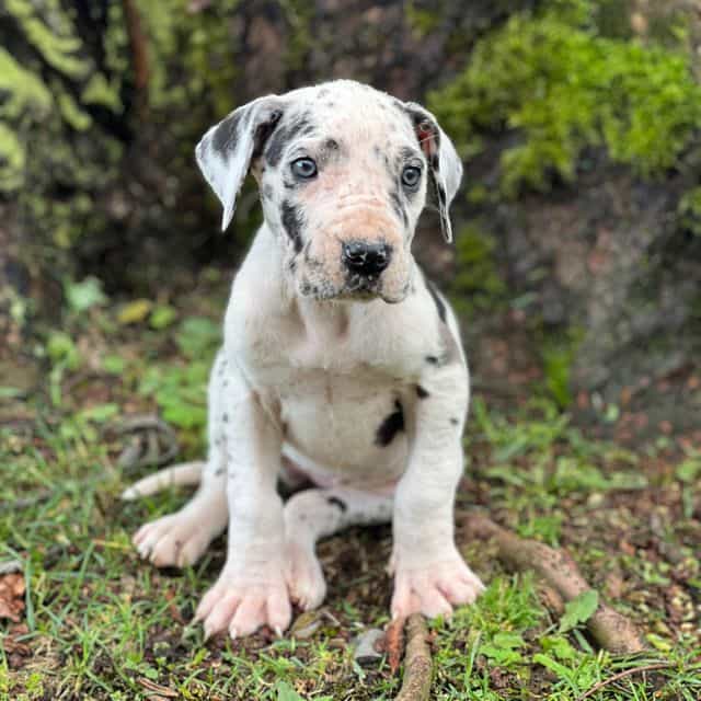 Janelle - Great Dane Female