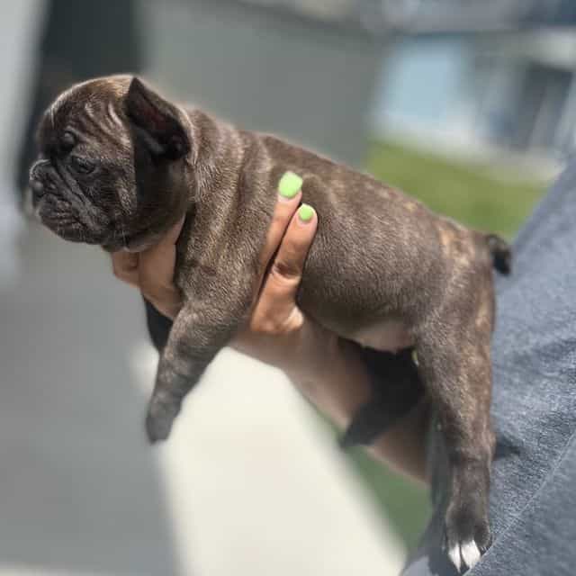 BROWNIE - French Bulldog Female
