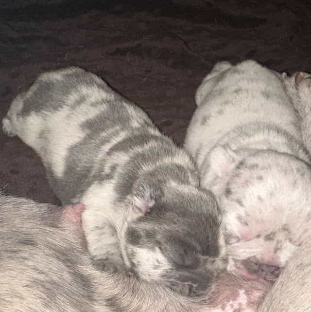 No name  - French Bulldog Female