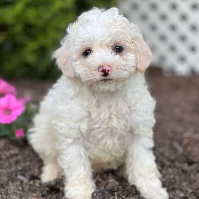 Mozzy - Havapoo Male