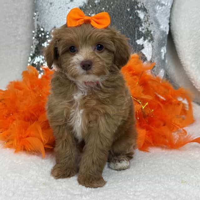 Rae Rae Orange  - Cavapoo Female