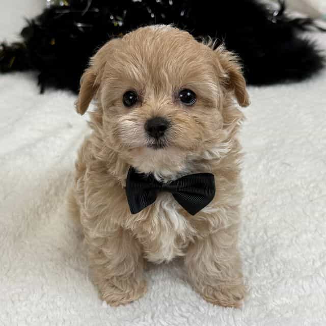 Rae Rae Black B - Cavapoo Male