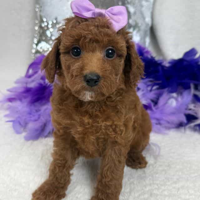 Tally Purple Gi - Goldendoodle Female