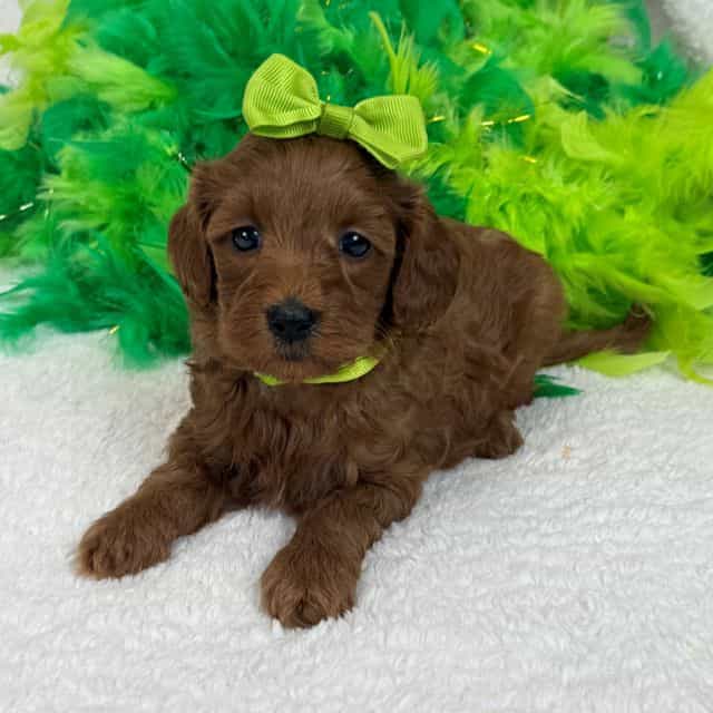 Braley Green Gi - Goldendoodle Female
