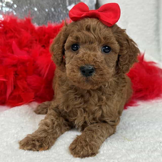 Braley Red Girl - Goldendoodle Female