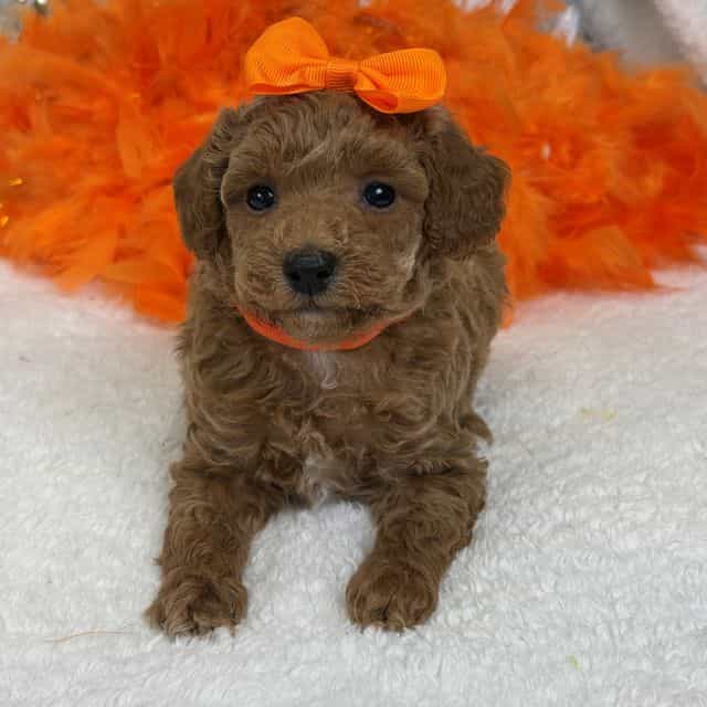 Braley Orange G - Goldendoodle Female