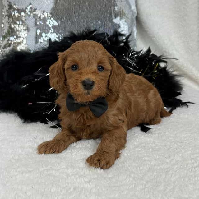 Braley Black Bo - Goldendoodle Male