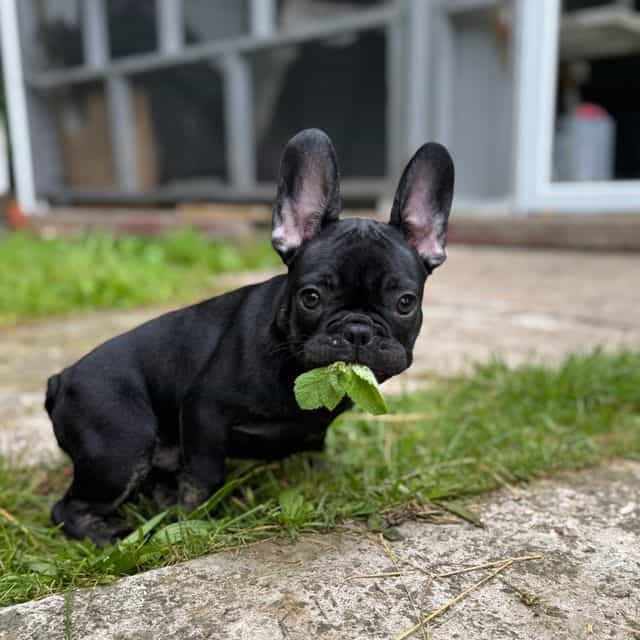 Steve - French Bulldog Male