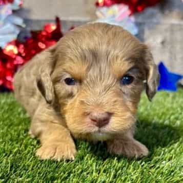 Drago - Cavapoo Male