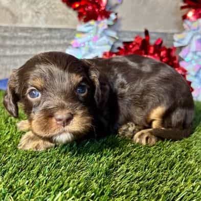 Dash - Cavapoo Male