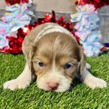 Dax - Cavapoo Male