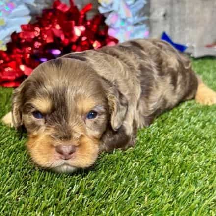 Dylan - Cavapoo Male