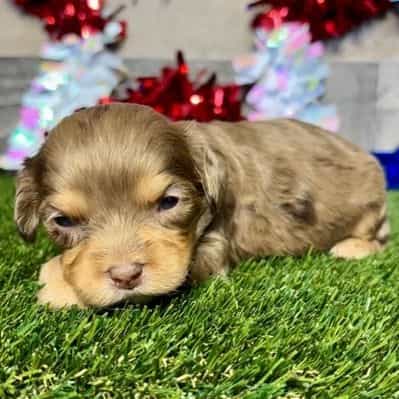 Dozer - Cavapoo Male