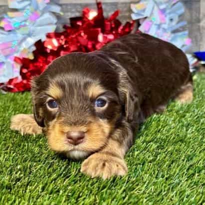 Dexter - Cavapoo Male