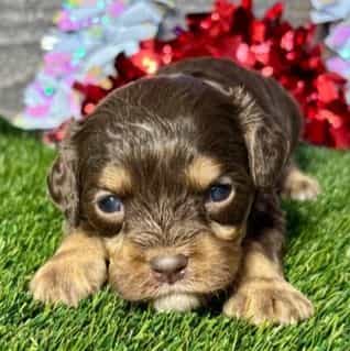 Dixie - Cavapoo Female