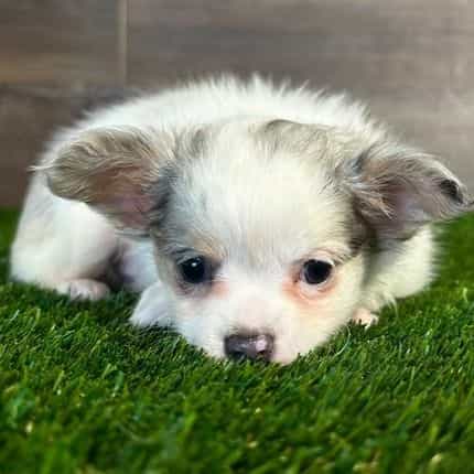 Luka - Chihuahua Male
