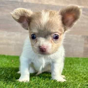 Lenny - Chihuahua Male