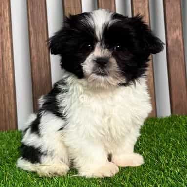 Spud - Mal-Shih Male